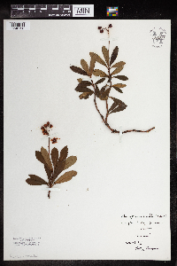 Chimaphila umbellata image