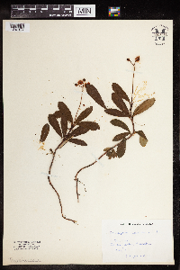 Chimaphila umbellata image