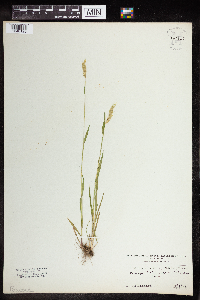 Anthoxanthum odoratum image