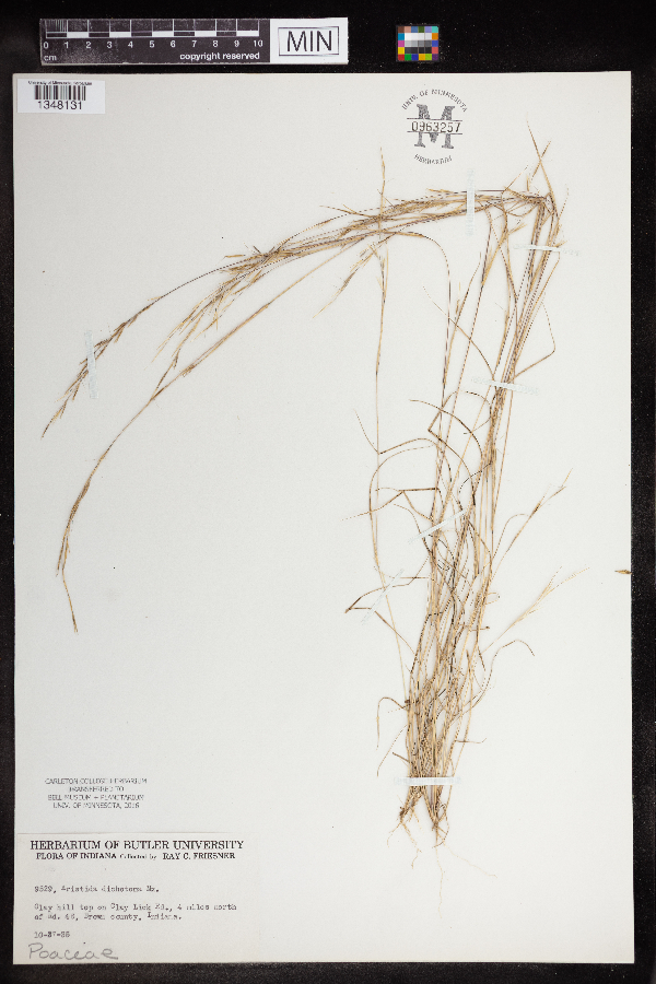 Aristida dichotoma image