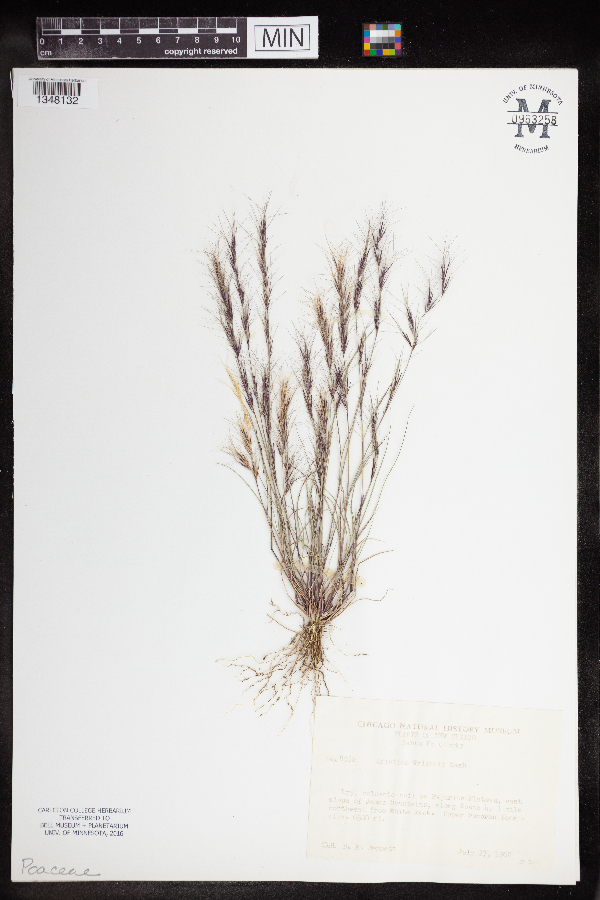 Aristida purpurea var. wrightii image