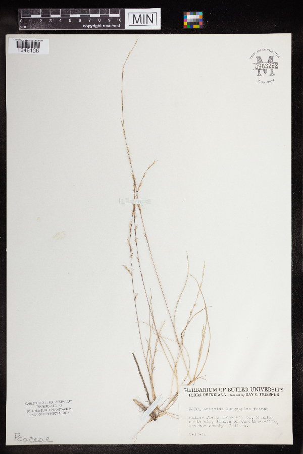 Aristida longespica image