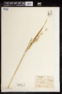 Media resource of Avena sativa