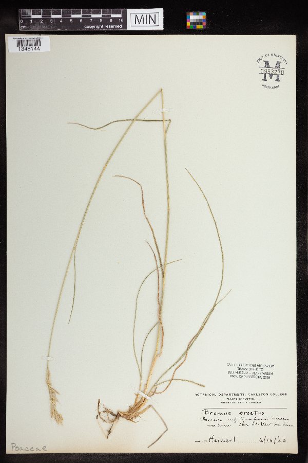 Bromus erectus image