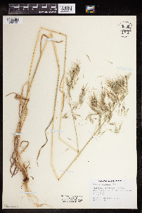 Bromus tectorum image