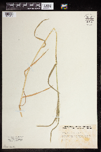 Bromus tectorum image