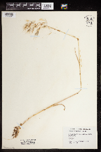 Bromus tectorum image