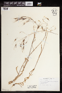 Bromus tectorum image