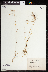 Bromus tectorum image