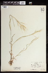 Bromus sterilis image