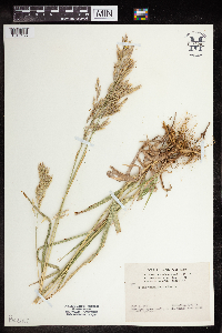 Bromus pumpellianus image