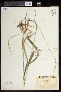 Bromus pubescens image
