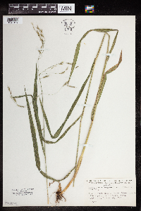 Bromus pubescens image