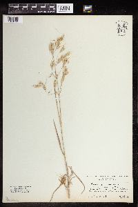 Bromus japonicus image