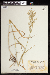 Bromus inermis image