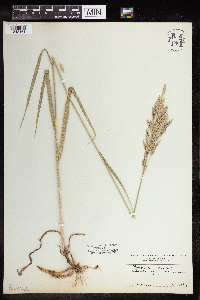 Bromus inermis image