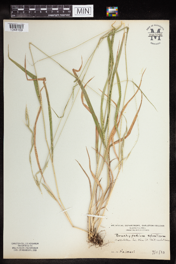 Brachypodium sylvaticum image