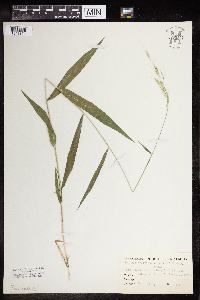 Brachyelytrum erectum image