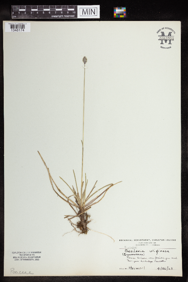 Sesleria uliginosa image