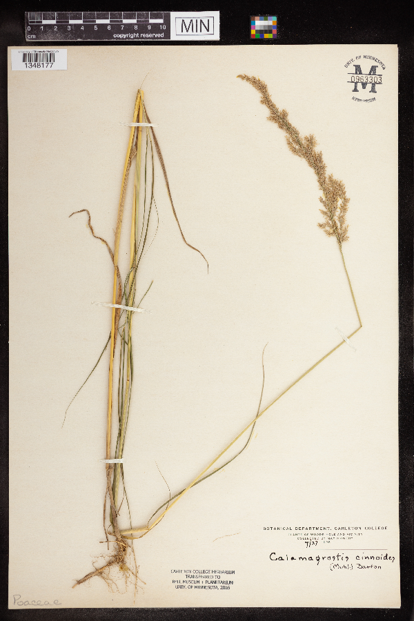 Calamagrostis cinnoides image