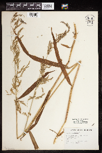 Cinna latifolia image