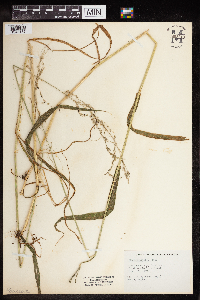 Cinna latifolia image