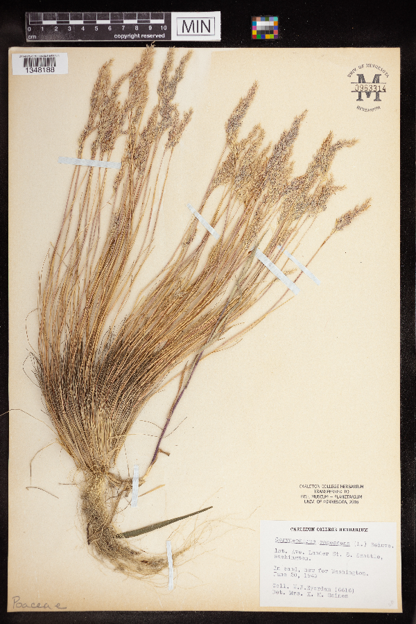 Corynephorus canescens image