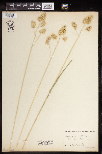 Dactylis glomerata image
