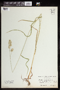 Dactylis glomerata image