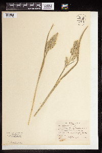 Dactylis glomerata image