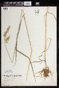 Dactylis glomerata image