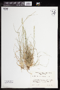 Danthonia spicata image