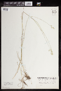 Danthonia spicata image