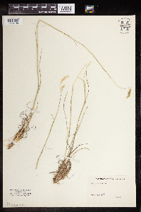 Danthonia spicata image