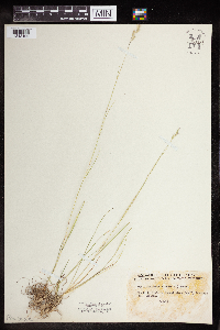 Danthonia spicata image