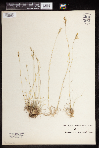 Danthonia spicata image