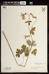 Aquilegia canadensis image