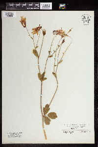 Aquilegia canadensis image