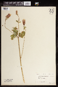 Aquilegia canadensis image