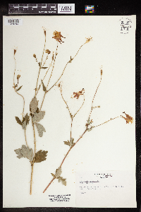 Aquilegia canadensis image