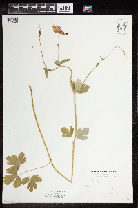 Aquilegia canadensis image
