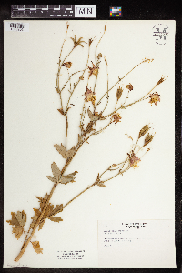 Aquilegia canadensis image