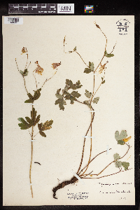 Aquilegia canadensis image