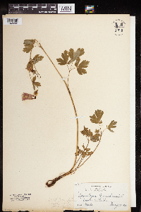 Aquilegia canadensis image