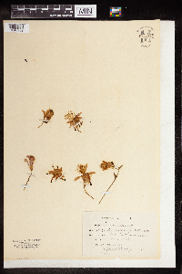 Aquilegia canadensis image