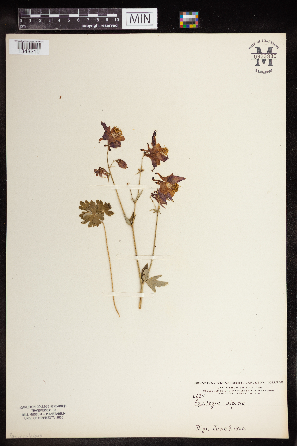 Aquilegia alpina image