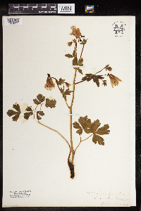 Aquilegia canadensis image