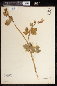 Aquilegia canadensis image