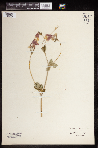 Aquilegia canadensis image