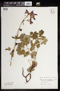 Aquilegia coerulea image